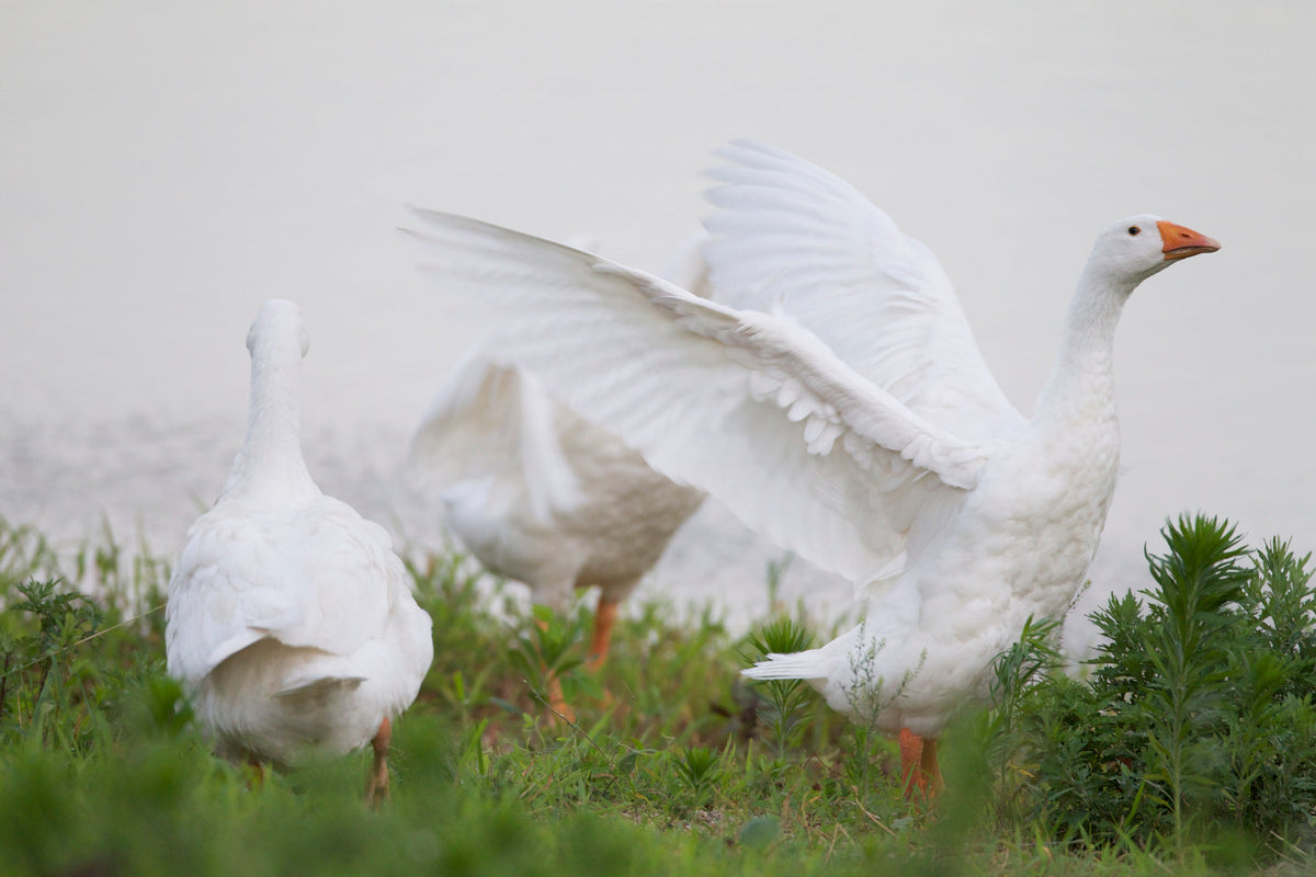 Unkraut, Unkraut... Gans!